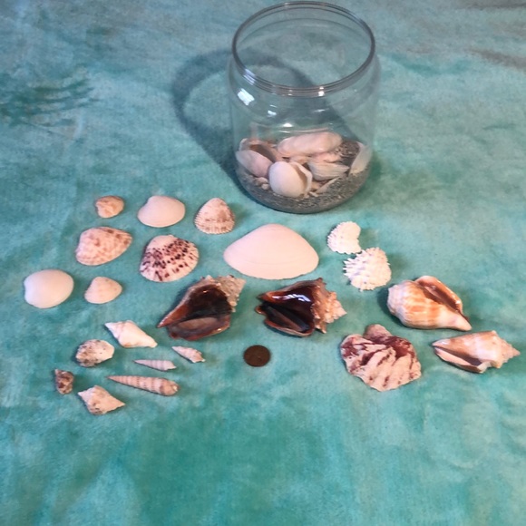 VARIETY OF REAL SHELLS - Picture 2 of 5